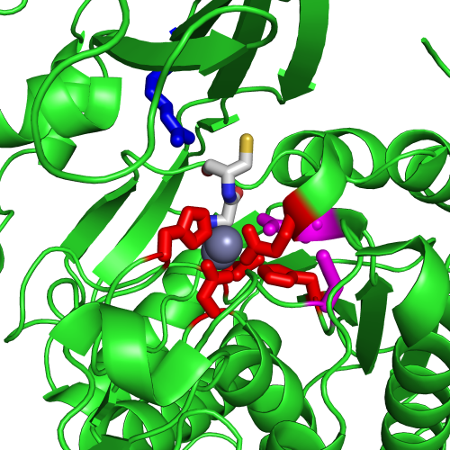 Active site of the Cys-Gly dipeptidase